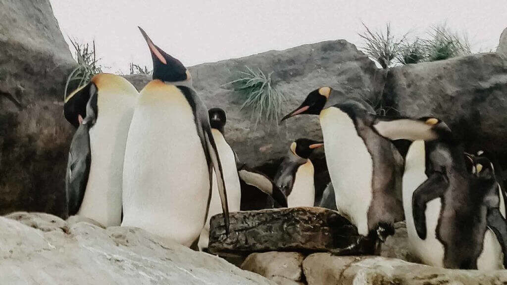 Emperor Penguins at the St Louis Zoo