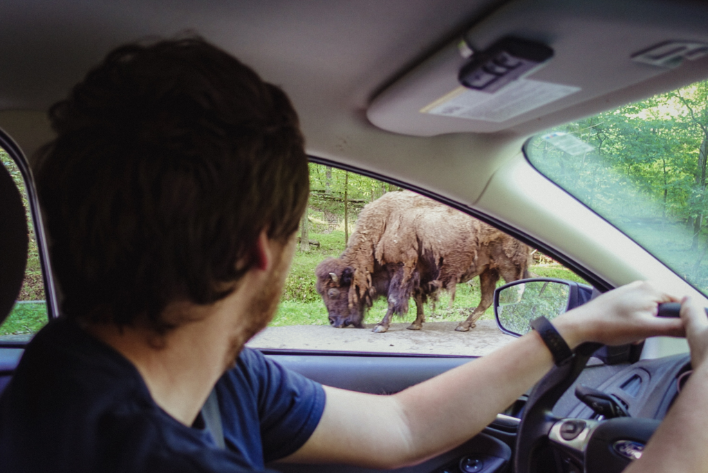 Bison by the side of a car at Lone Elk Park in St Louis, Missouri. 