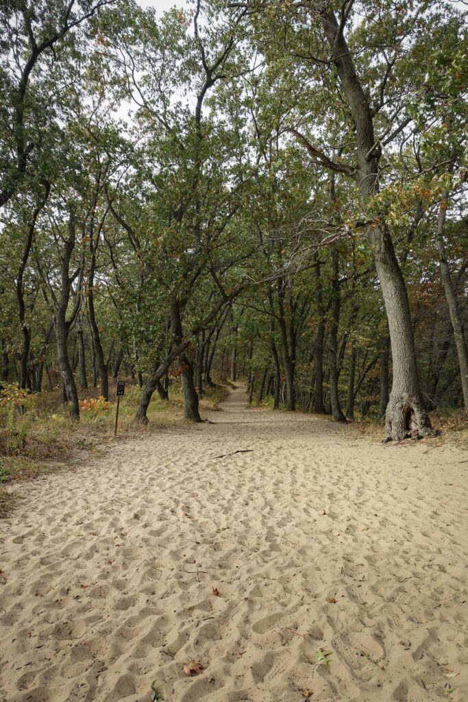 A sandy trail with lots of footprints imprinted in the sand.  Tall thin trees canopy over the trail ahead. This trail is near Indiana Dunes National Park.