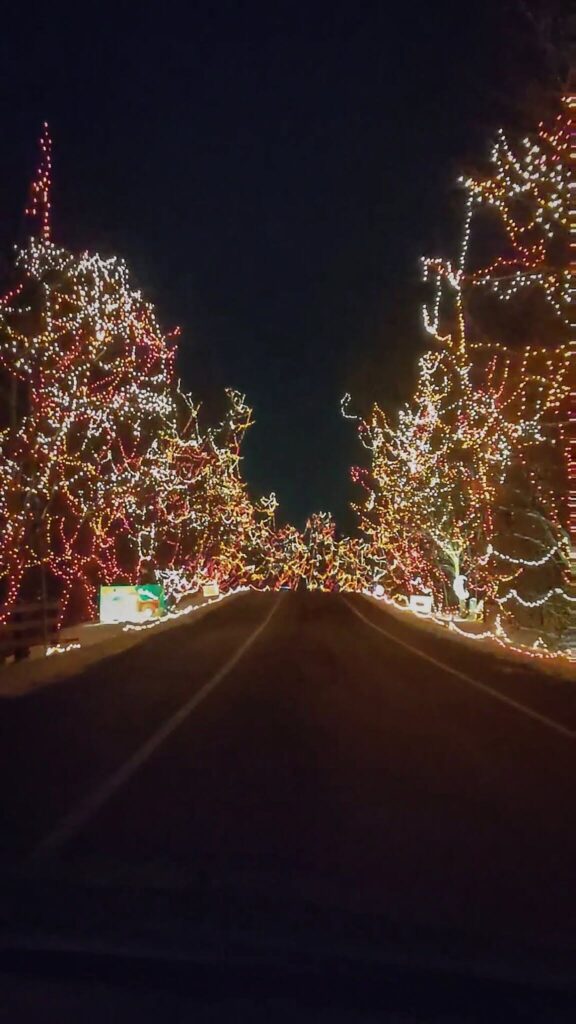 A long driveway with lots of trees on each side.  Each tree is covered from ground-to-top with Christmas lights. 