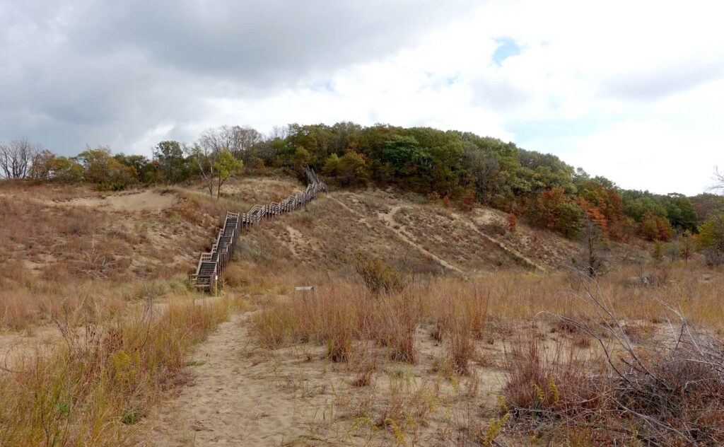 Long twisting stairs climb the side of a dune to protect the ecosystem.  Tall trees cover only the top of the dune, the sides are covered in small brush and sand. 